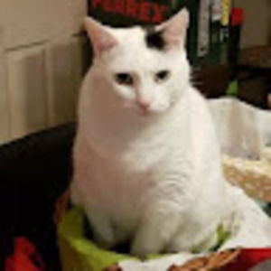 Meet your Posher, Jacqueline